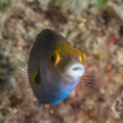 Symphodus mediterraneus