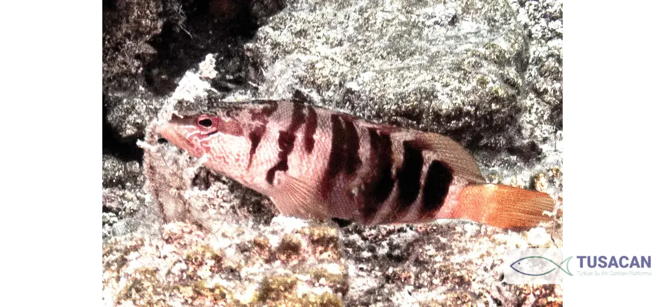 Serranus scriba
