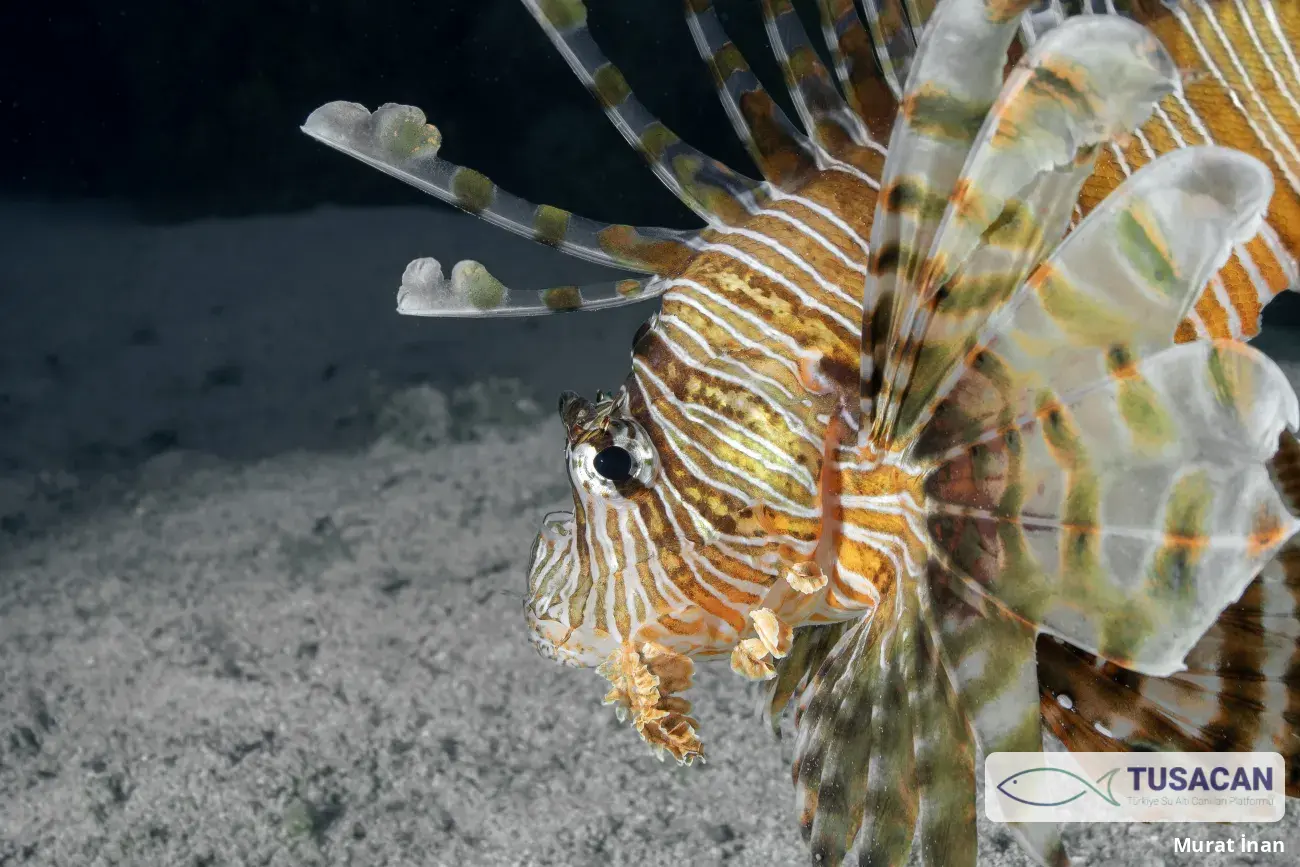 Pterois miles