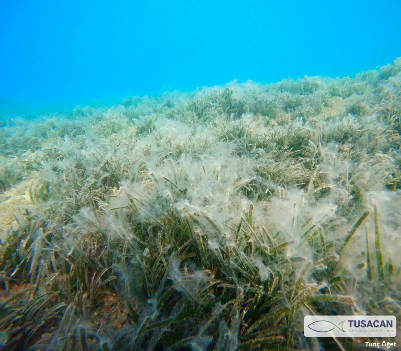 Posidonia oceanica