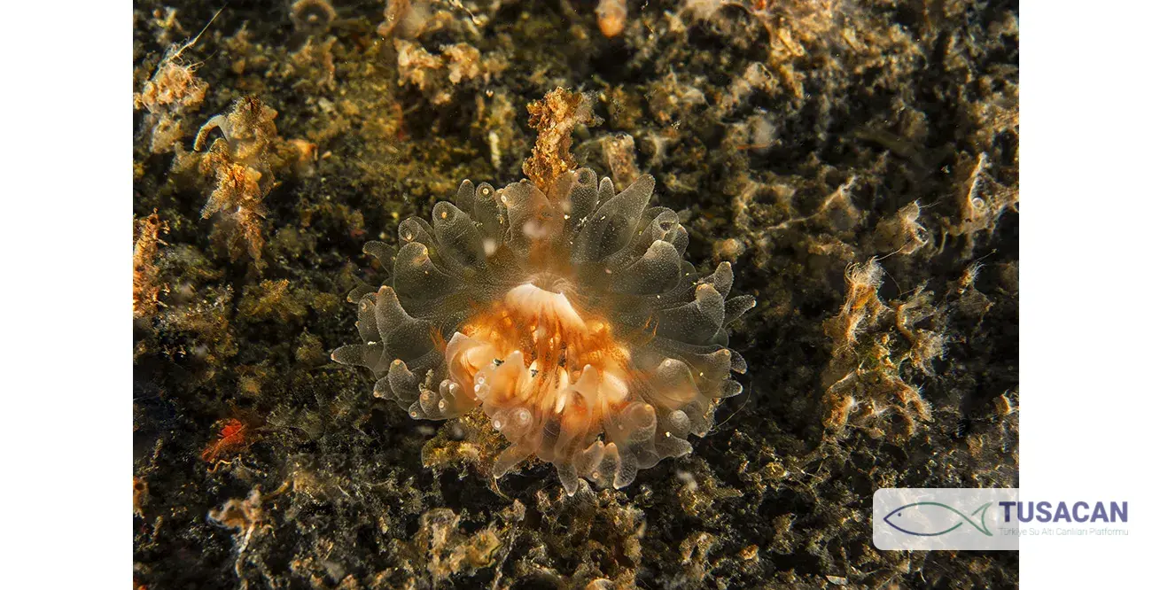Caryophyllia smithii