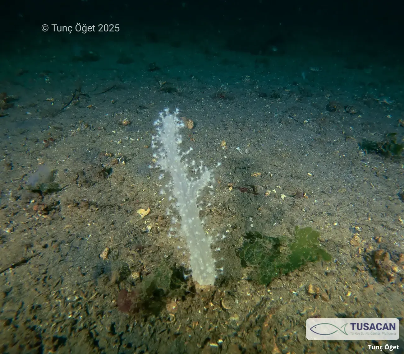 Alcyonium palmatum