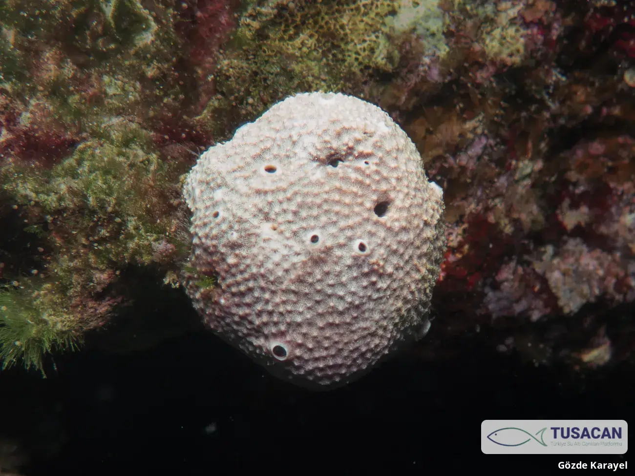 Ircinia variabilis