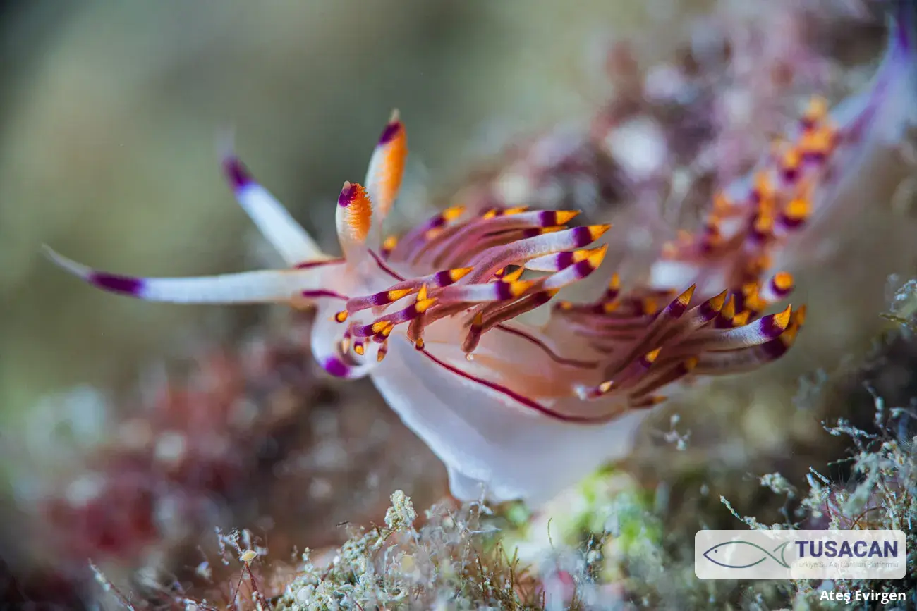 Coryphellina rubrolineata