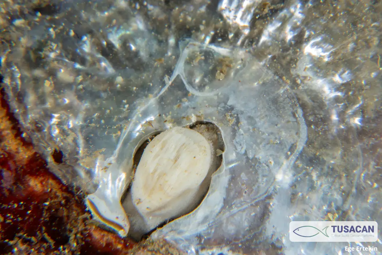 Anomia ephippium