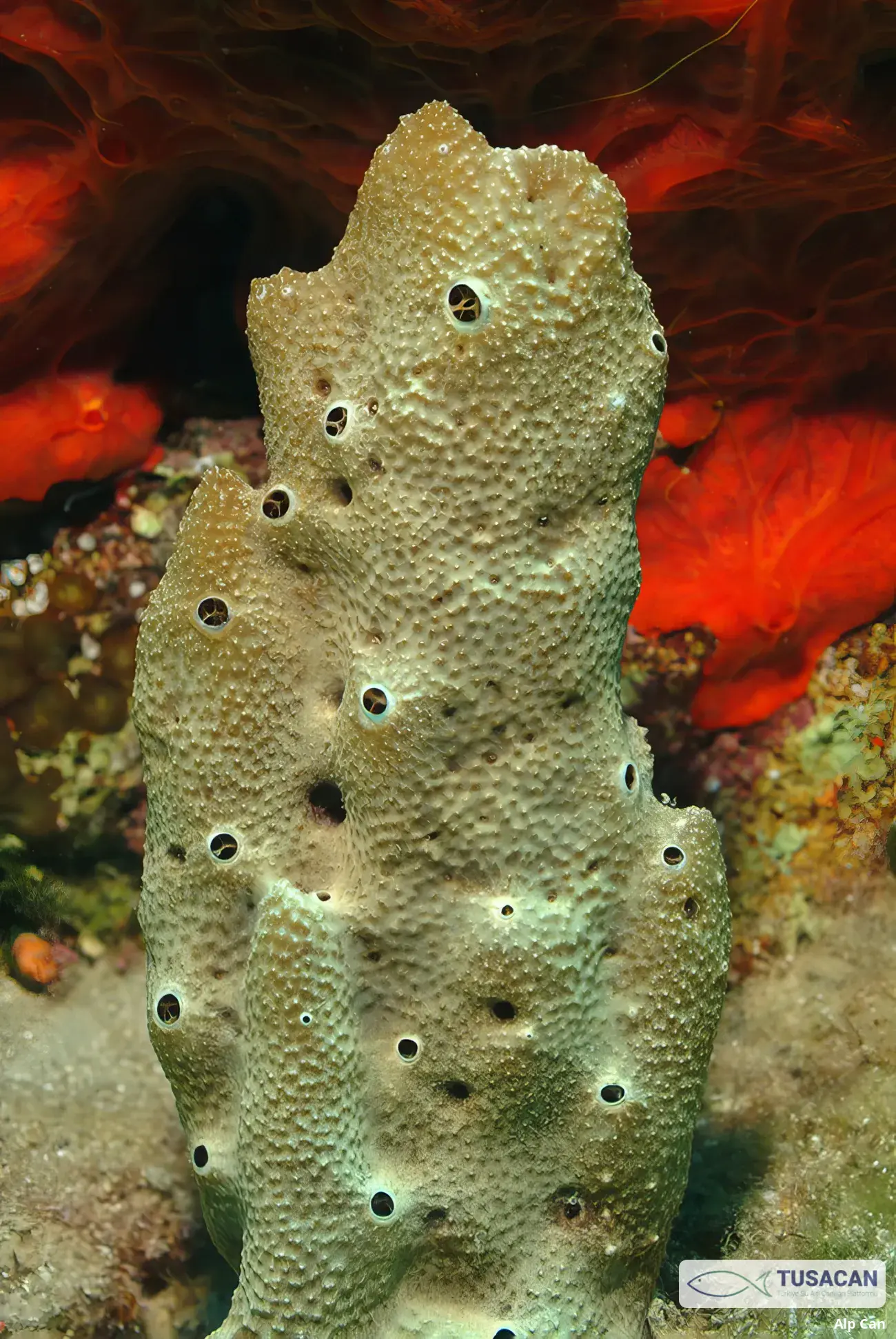 Ircinia variabilis