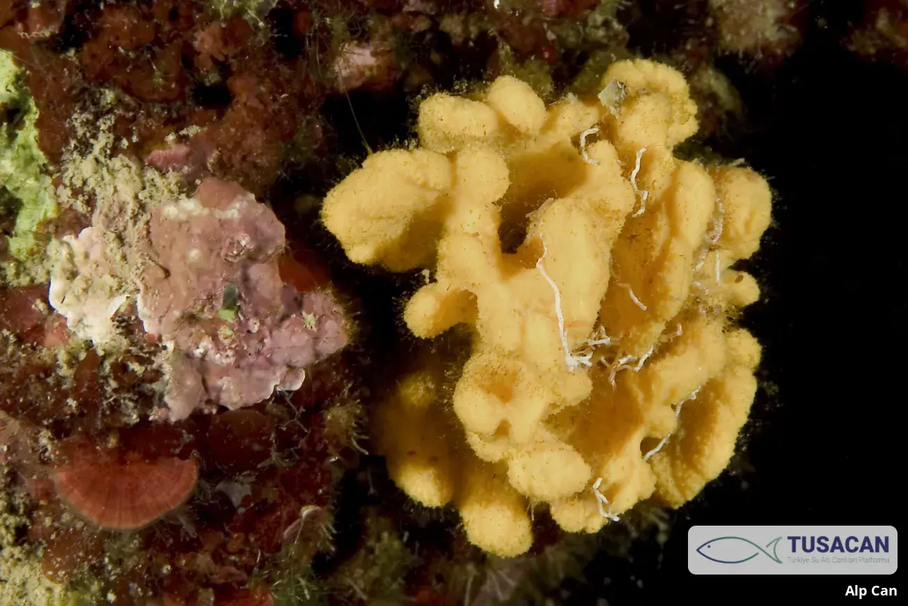 Axinella damicornis
