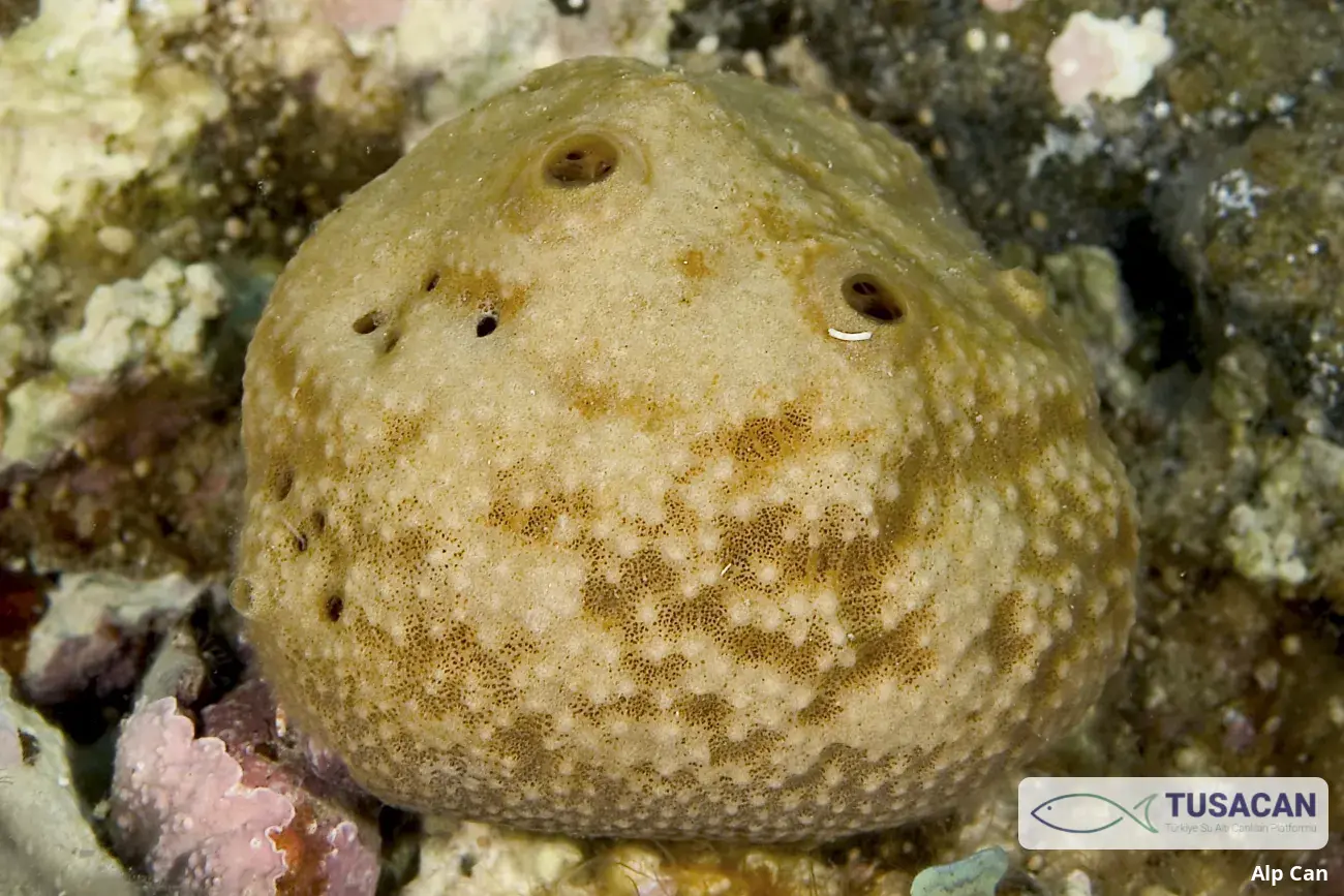 Ircinia variabilis