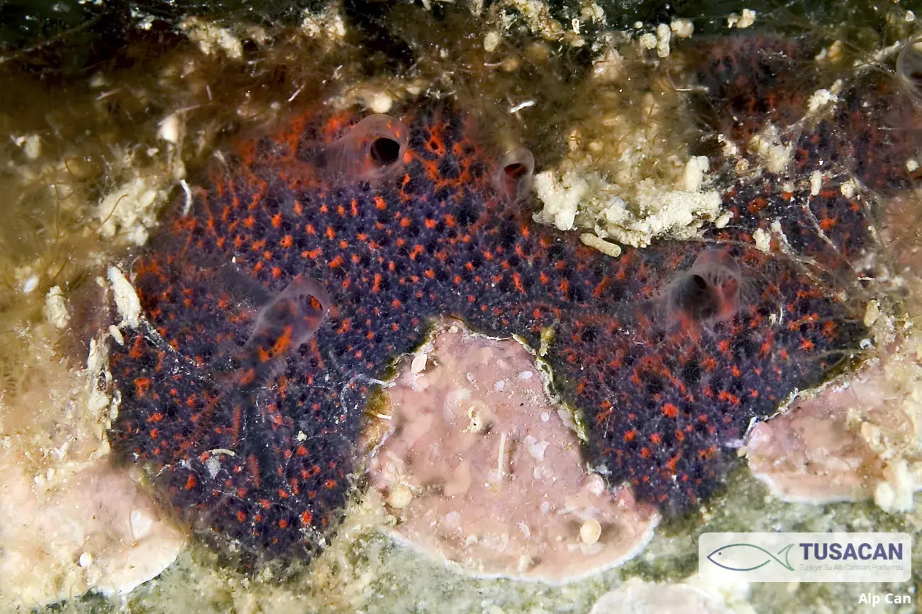 Reptadeonella violacea