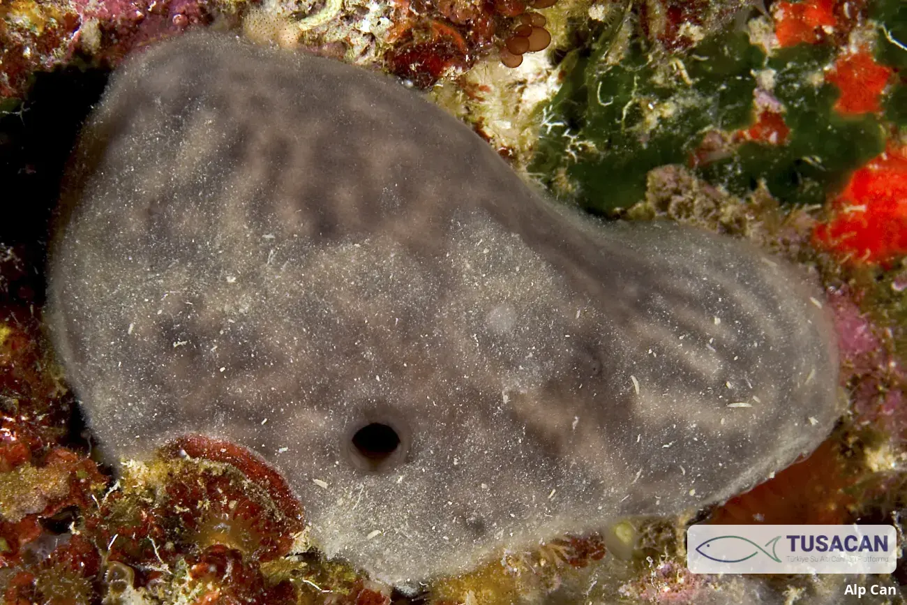 Chondrosia reniformis