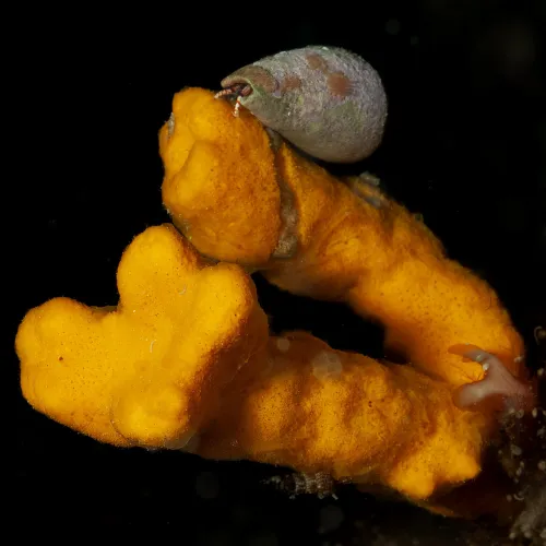 Axinella verrucosa