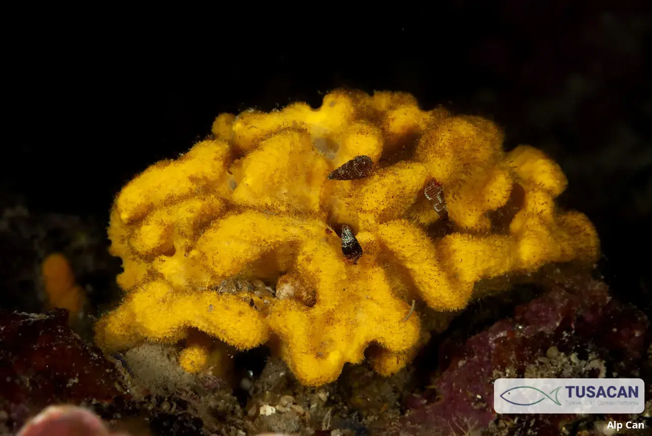 Axinella damicornis