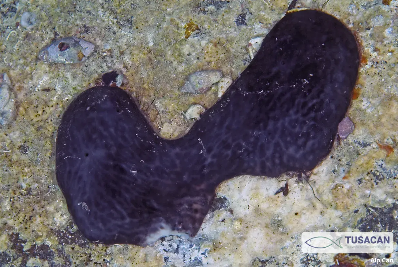Chondrosia reniformis