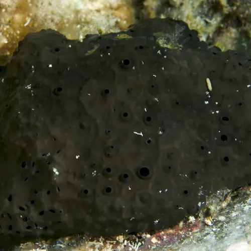 Sarcotragus spinosulus