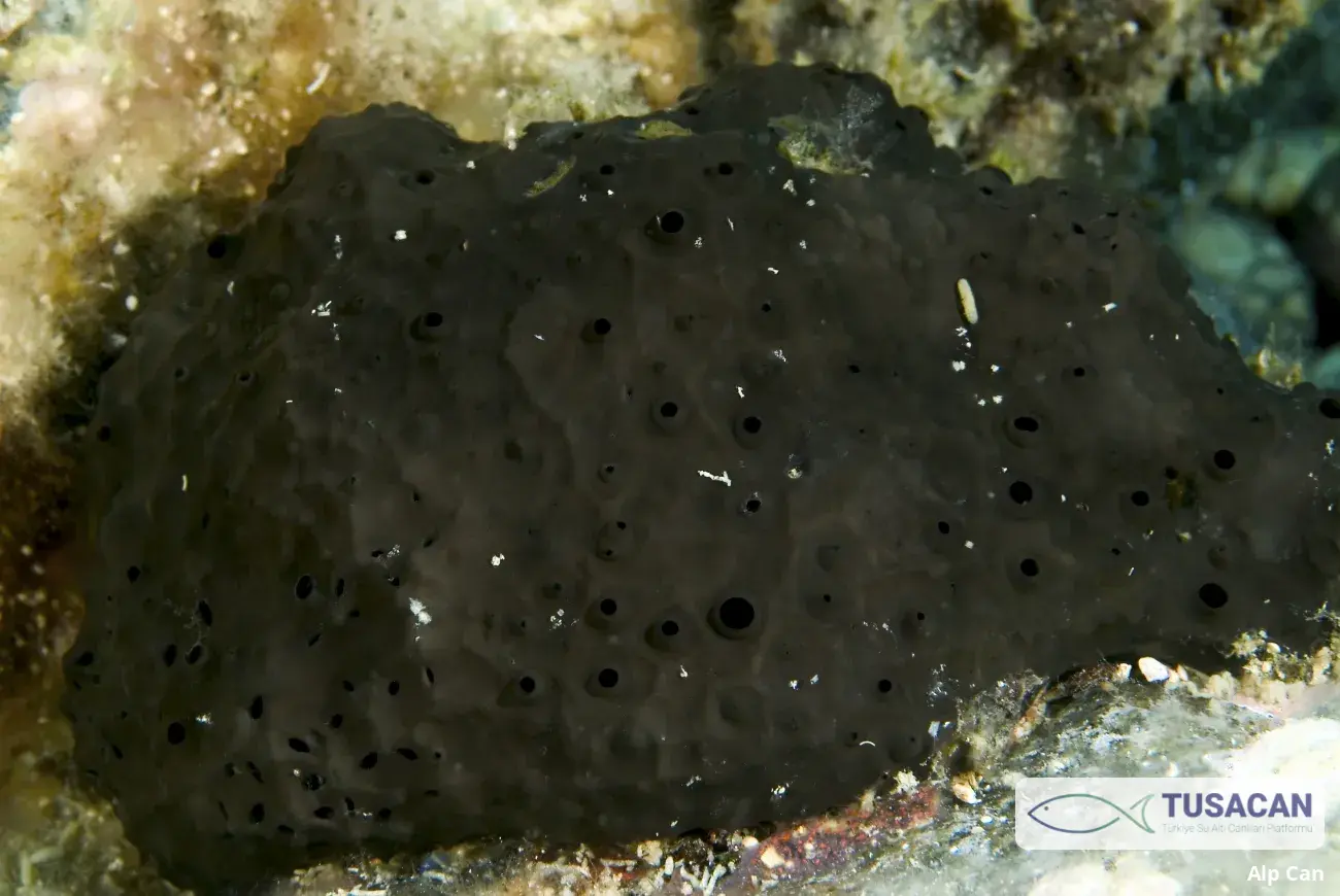 Sarcotragus spinosulus