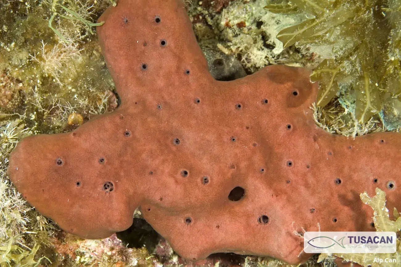 Petrosia ficiformis