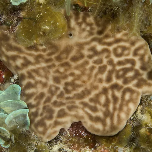 Chondrosia reniformis