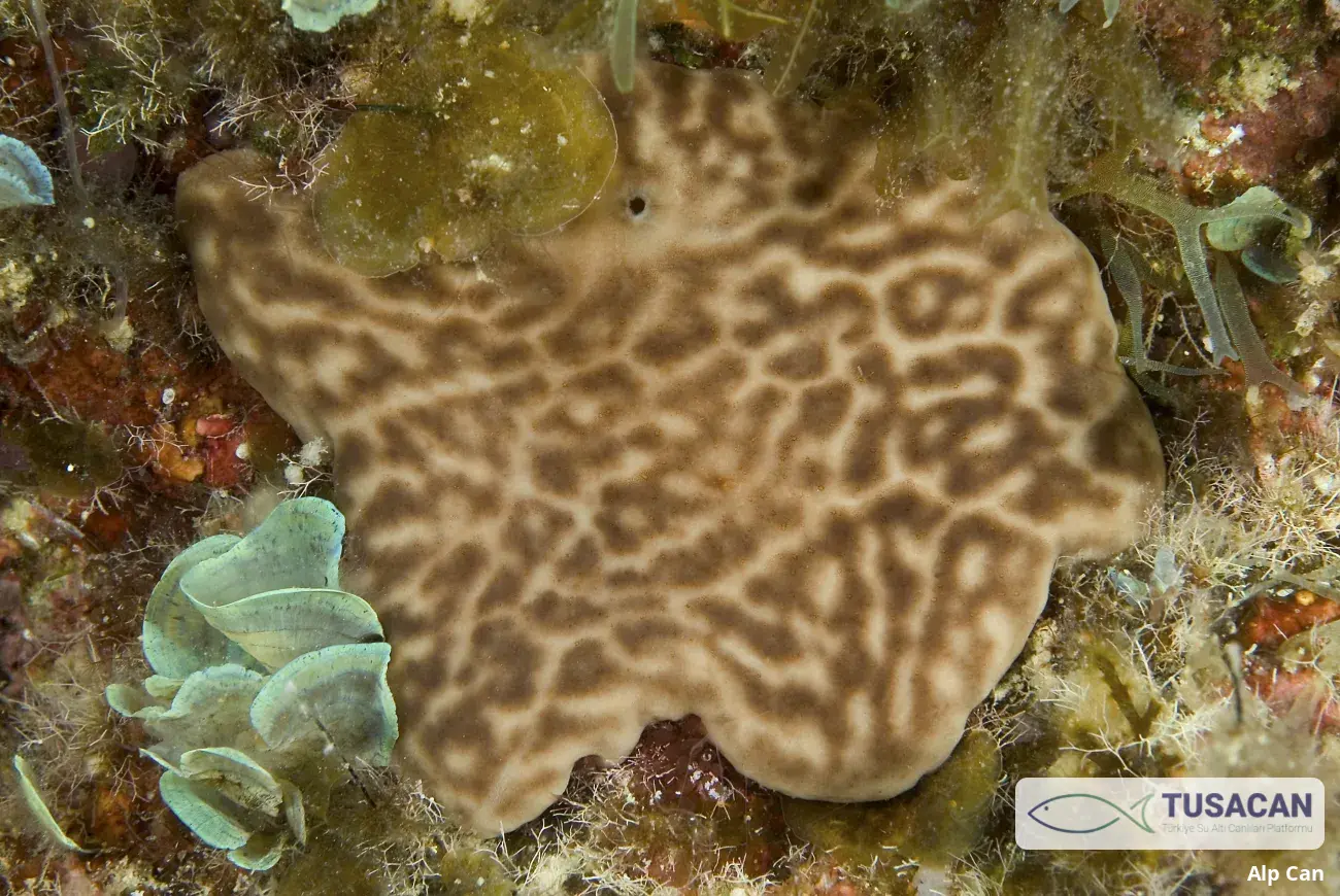 Chondrosia reniformis
