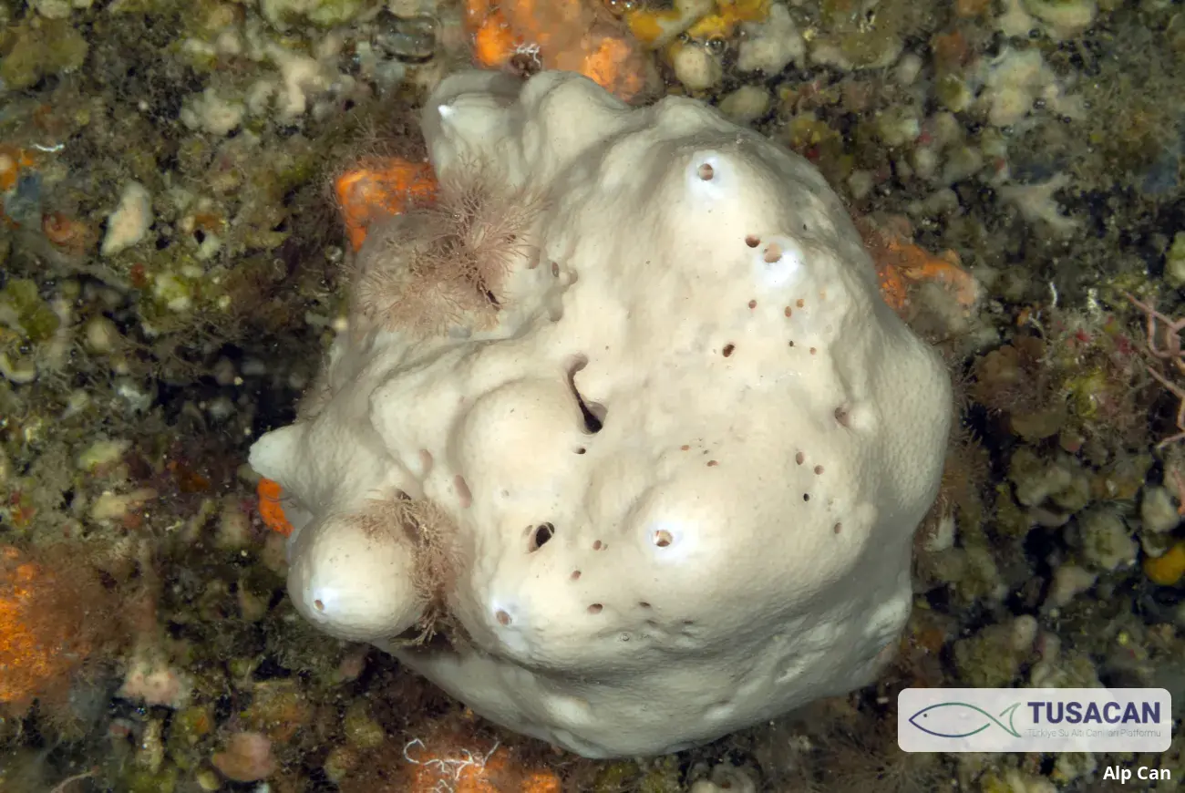 Ircinia oros