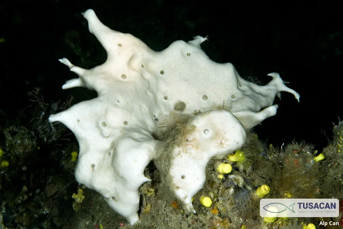 Petrosia ficiformis