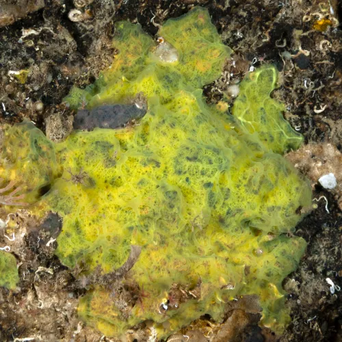 Clathrina clathrus