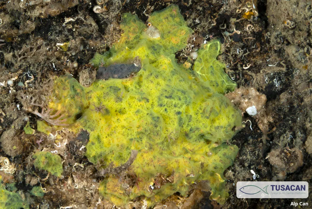 Clathrina clathrus