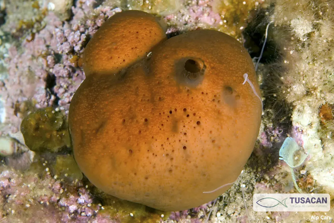 Suberites domuncula