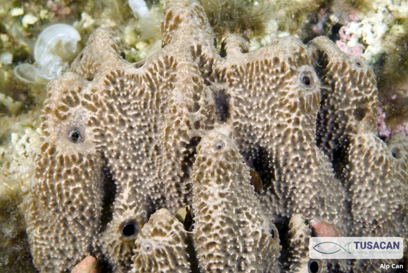 Ircinia variabilis