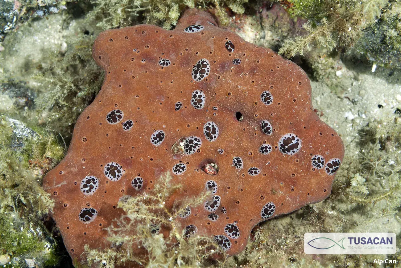 Petrosia ficiformis