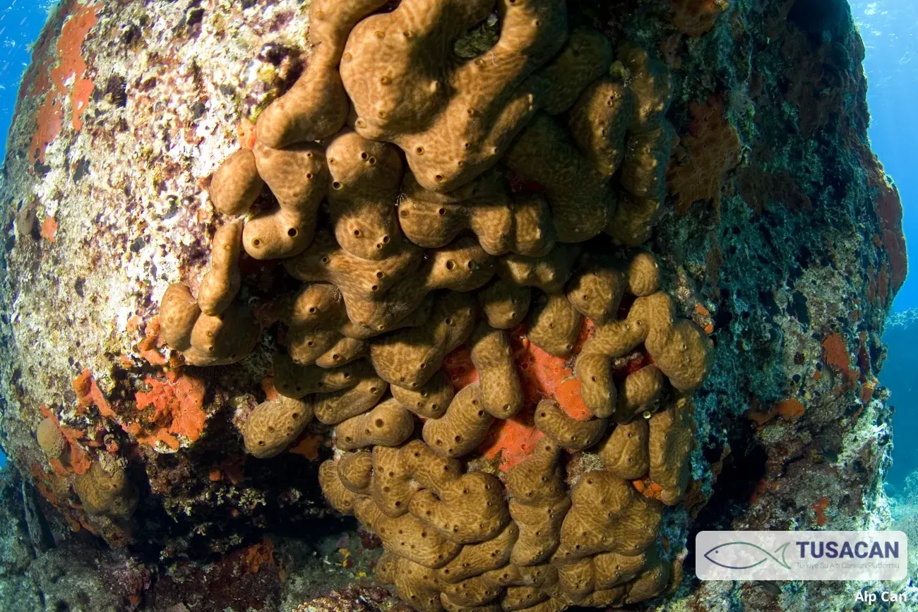 Chondrosia reniformis