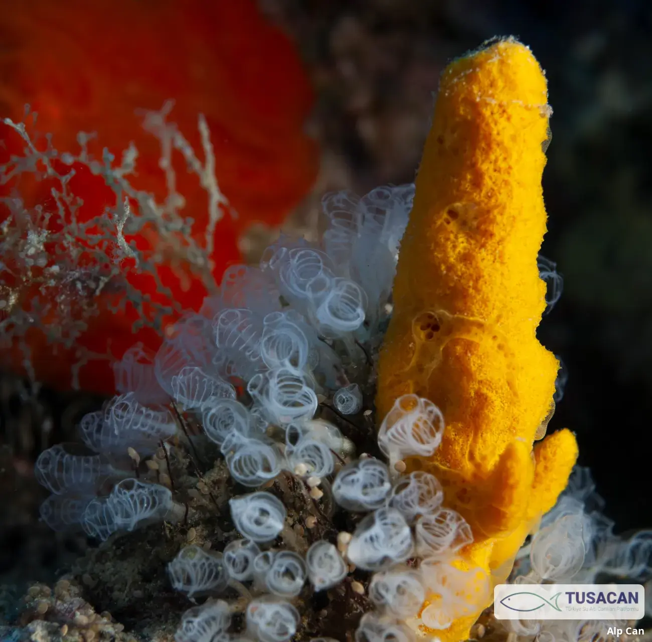Axinella verrucosa