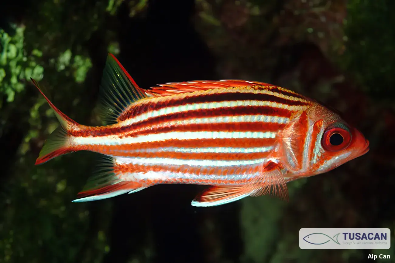 Sargocentron rubrum