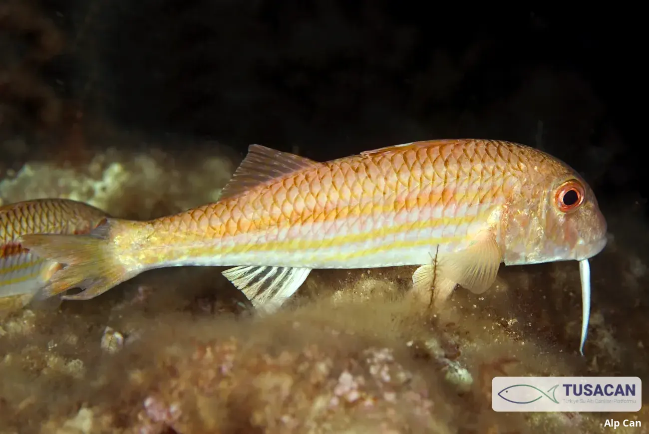 Mullus surmuletus