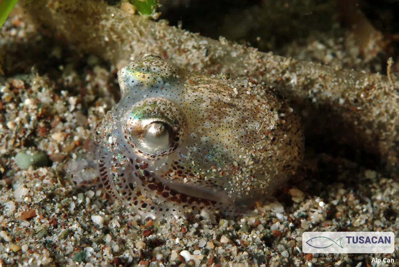 Sepiolidae (familya)