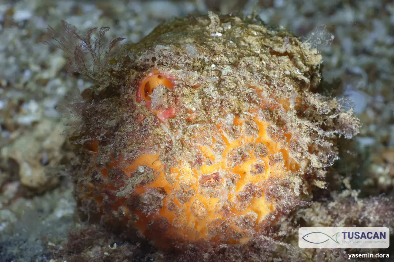 Tethya aurantium