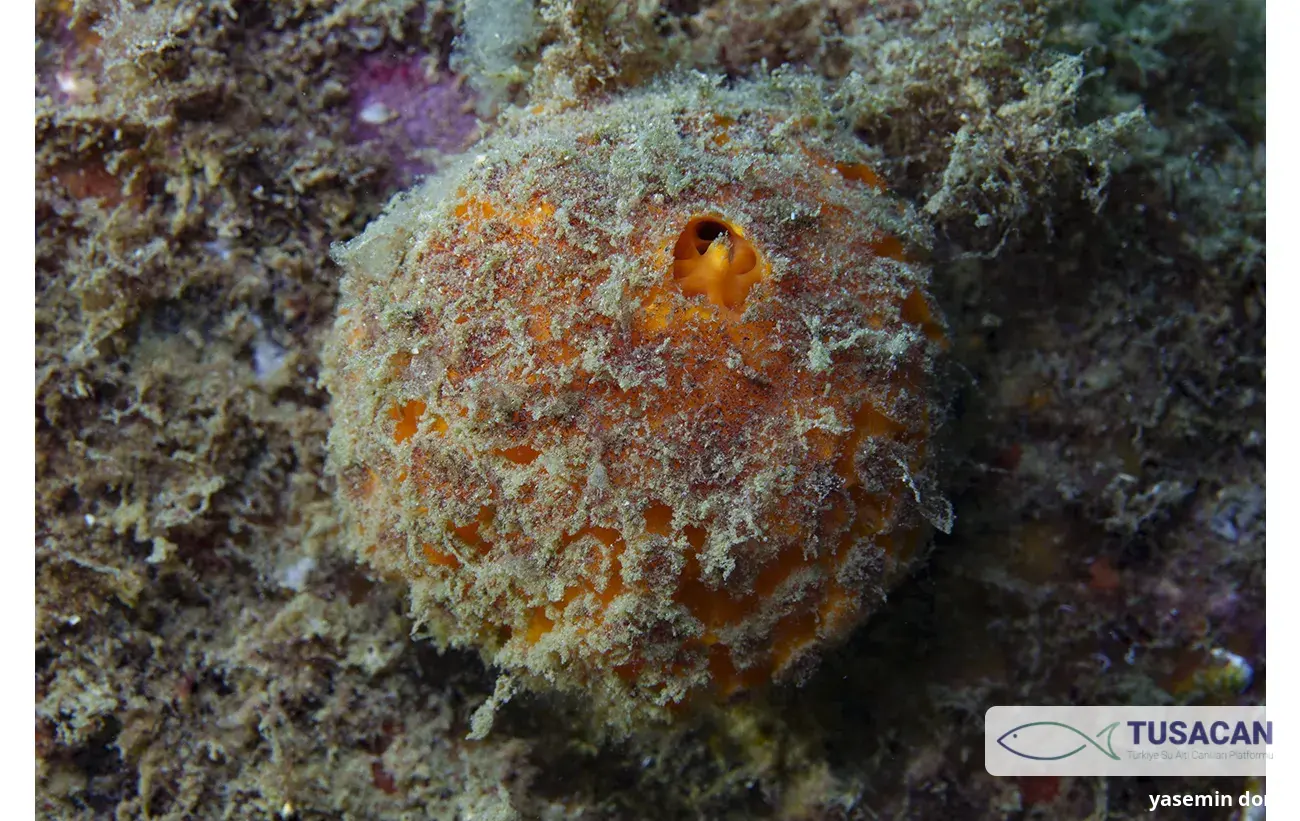 Tethya aurantium