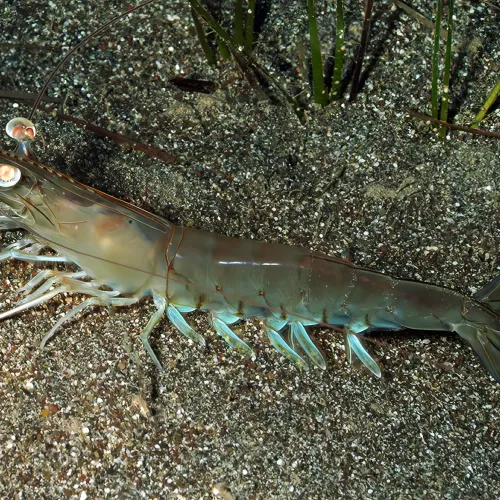 Penaeus (Oleopenaeus) Hathor