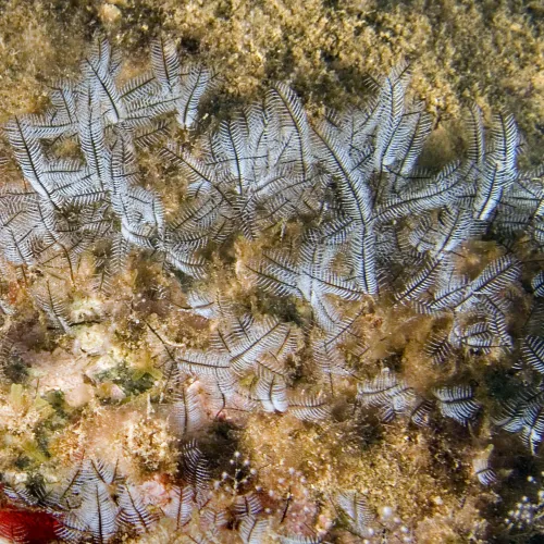 Macrorhynchia philippina