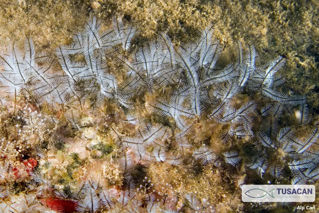 Macrorhynchia philippina