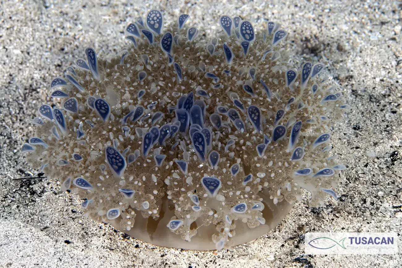 Cassiopea andromeda