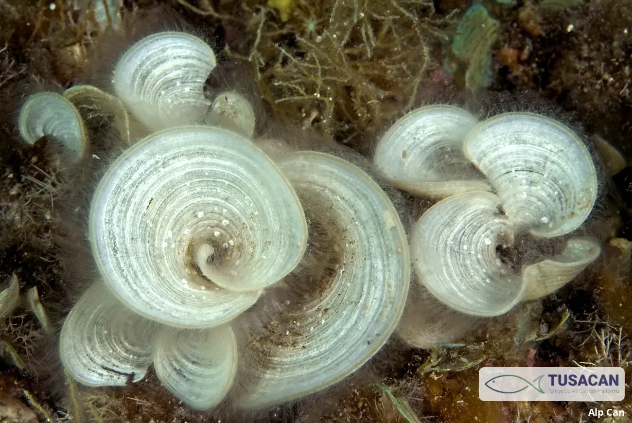 Padina pavonica