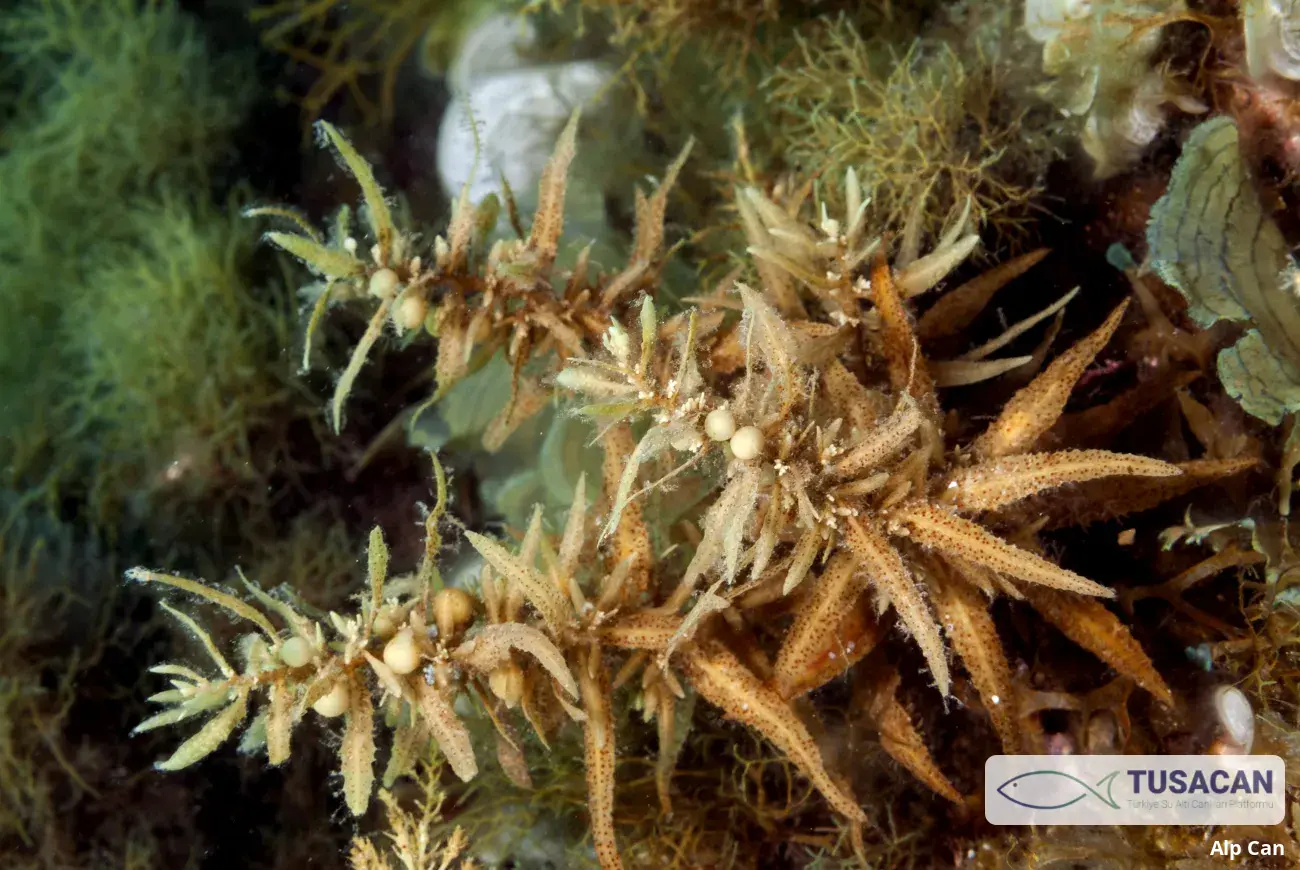 Sargassum vulgare