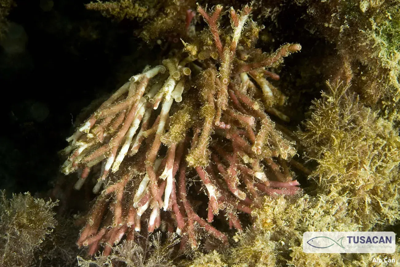 Tricleocarpa fragilis