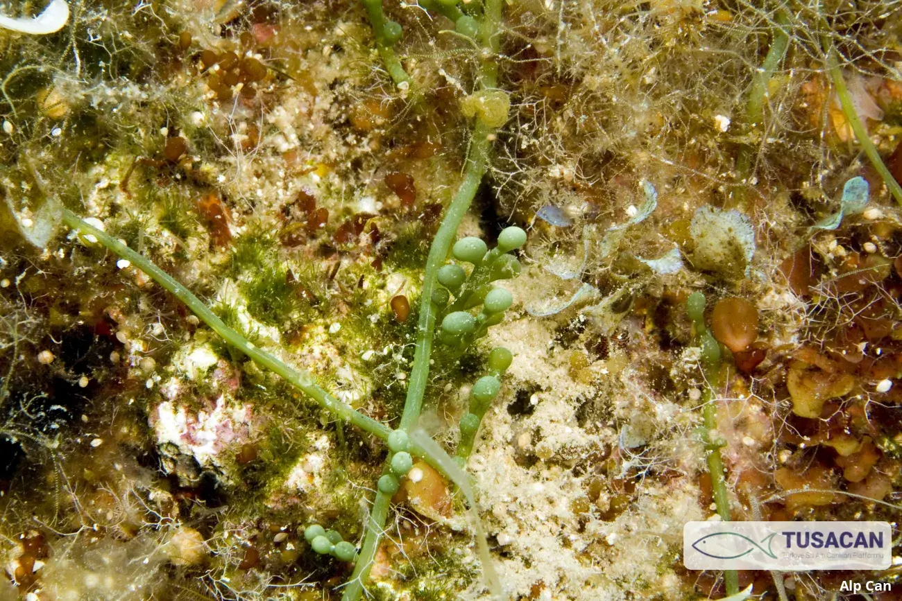 Caulerpa cylindracea