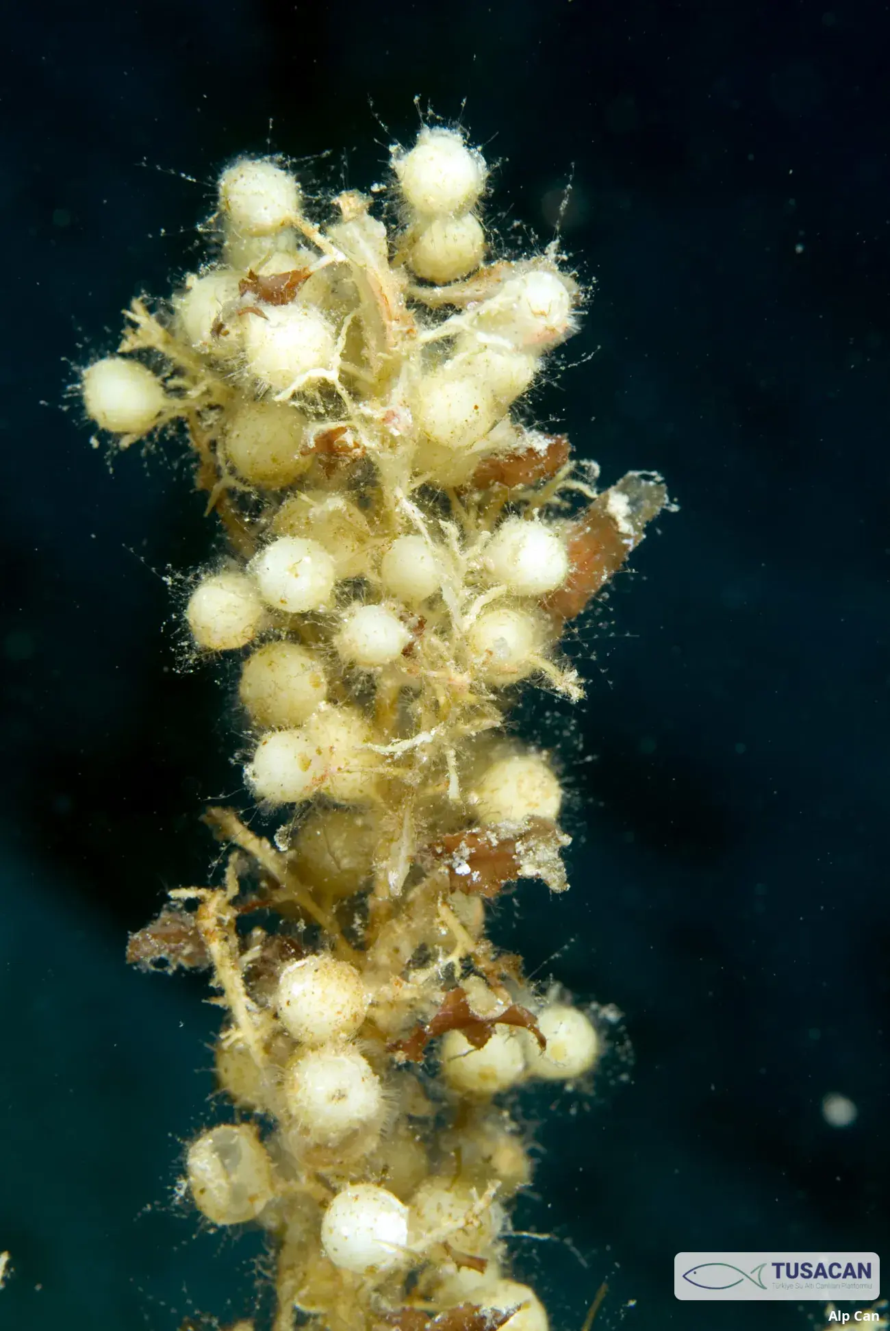 Sargassum acinarium