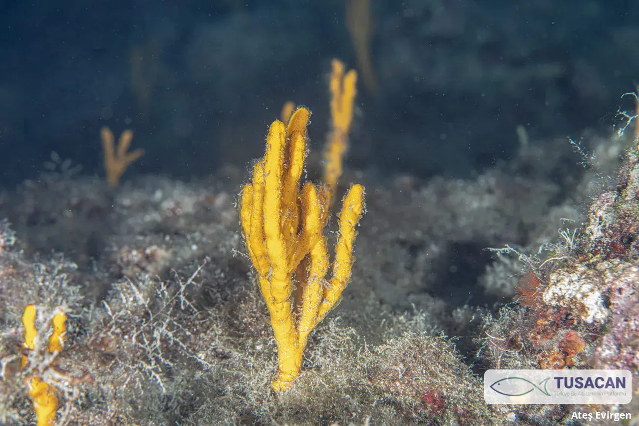 Axinella verrucosa