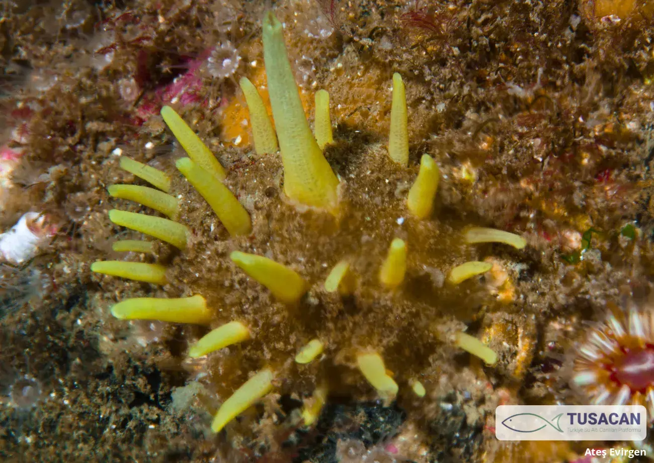 Polymastia penicillus
