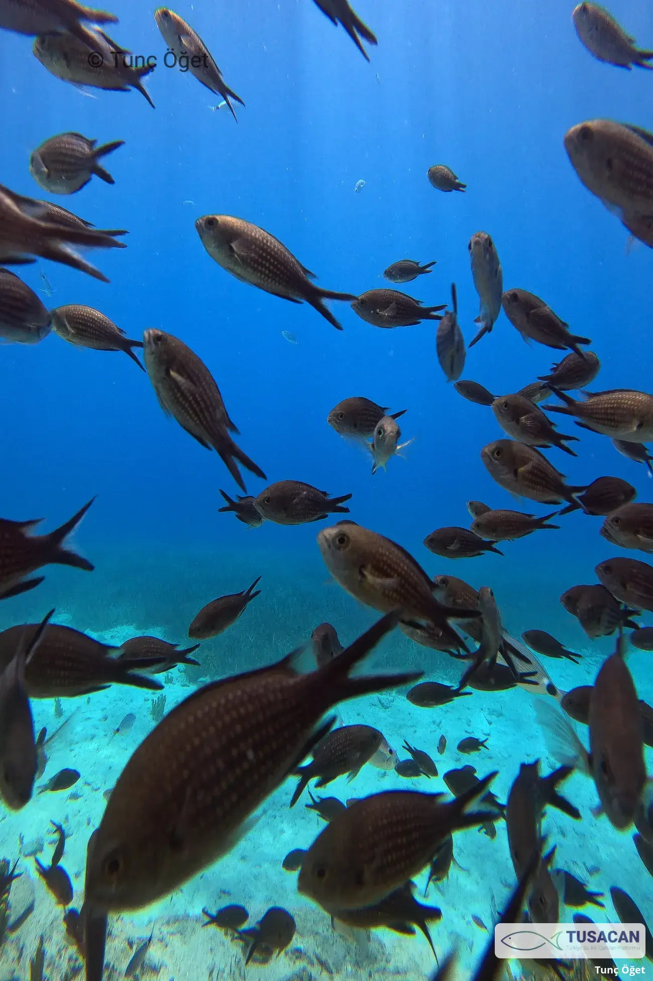 Chromis chromis