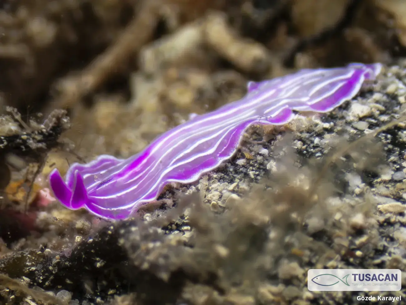 Prostheceraeus roseus