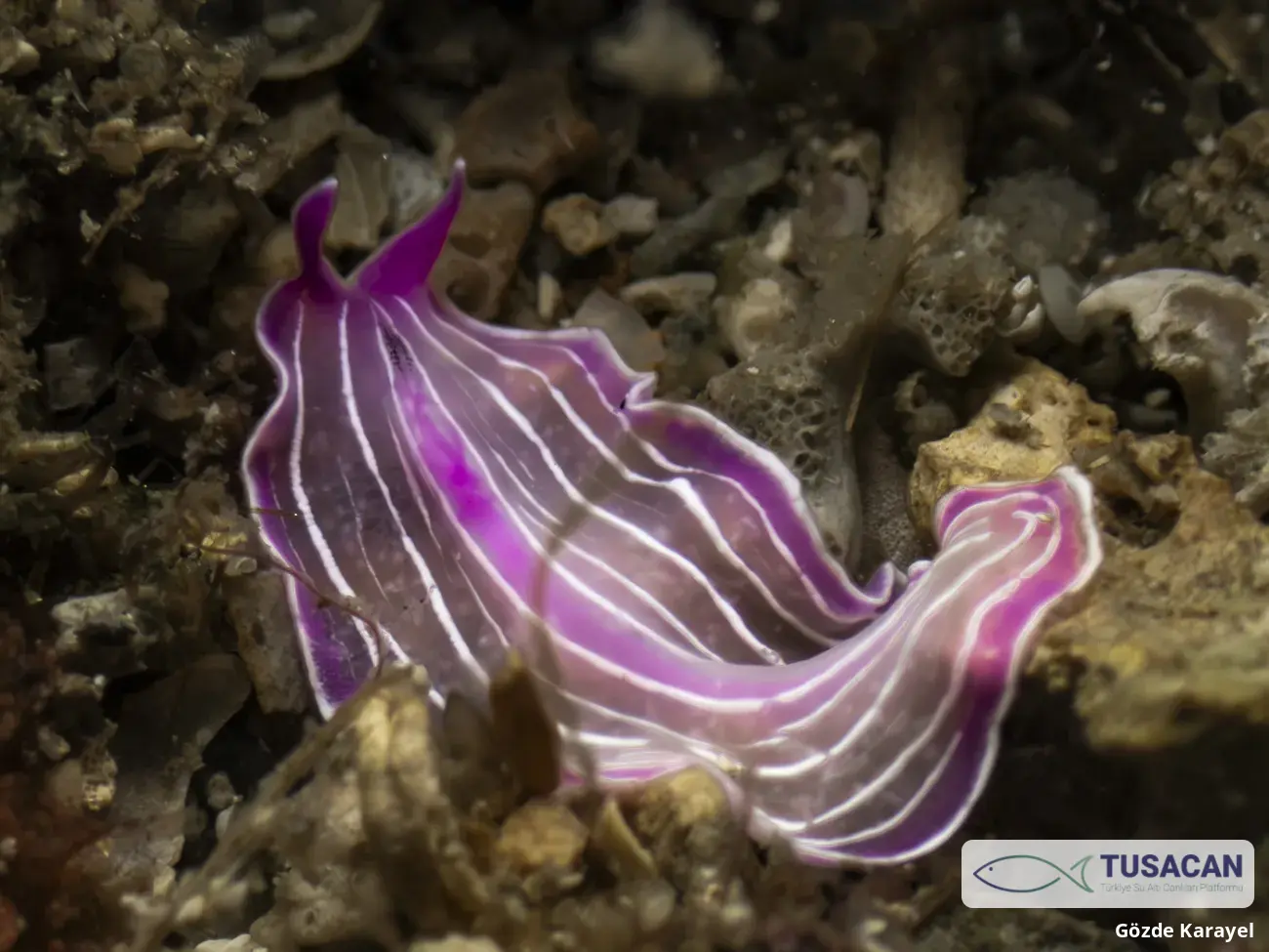 Prostheceraeus roseus